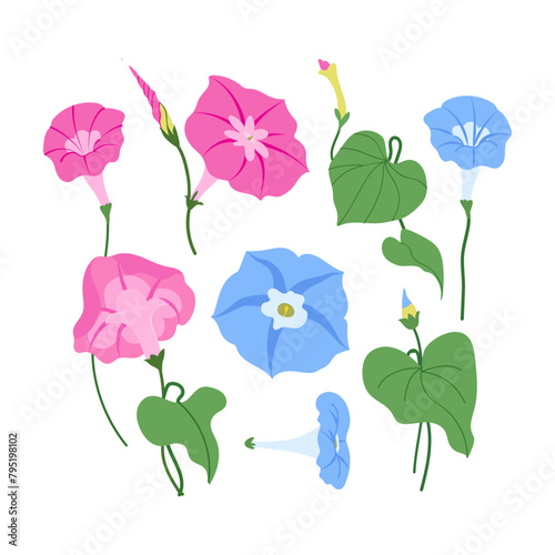Vector set of morning glory pink flowers and leaves on stems isolated on white background. Summer garden plant illustration for for greeting cards, wedding invitation, textiles, wallpaper