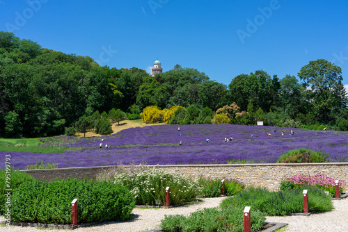 lavender festival in Pannonhalma Hungary next to the abbey beautiful nature