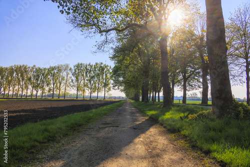 Rays of sunshine shine through the leaves of a summer lime tree in Wellenburger Avenue near Augsburg photo