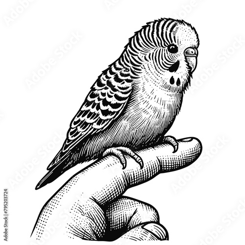 budgerigar parrot on a human's hand illustration