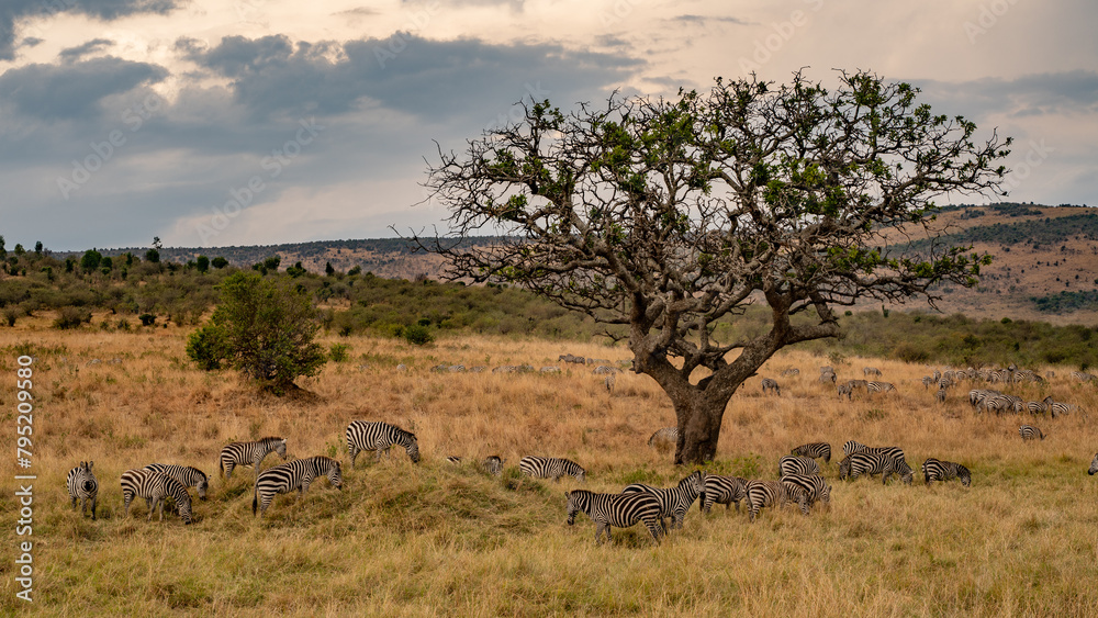 a herd of zebra grazing on the plains of masai mary kenya. a herd of zebra grazing on the plains of masai mary kenya.