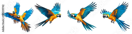 Four birds flying in the air with blue and yellow feathers Set of png elements.