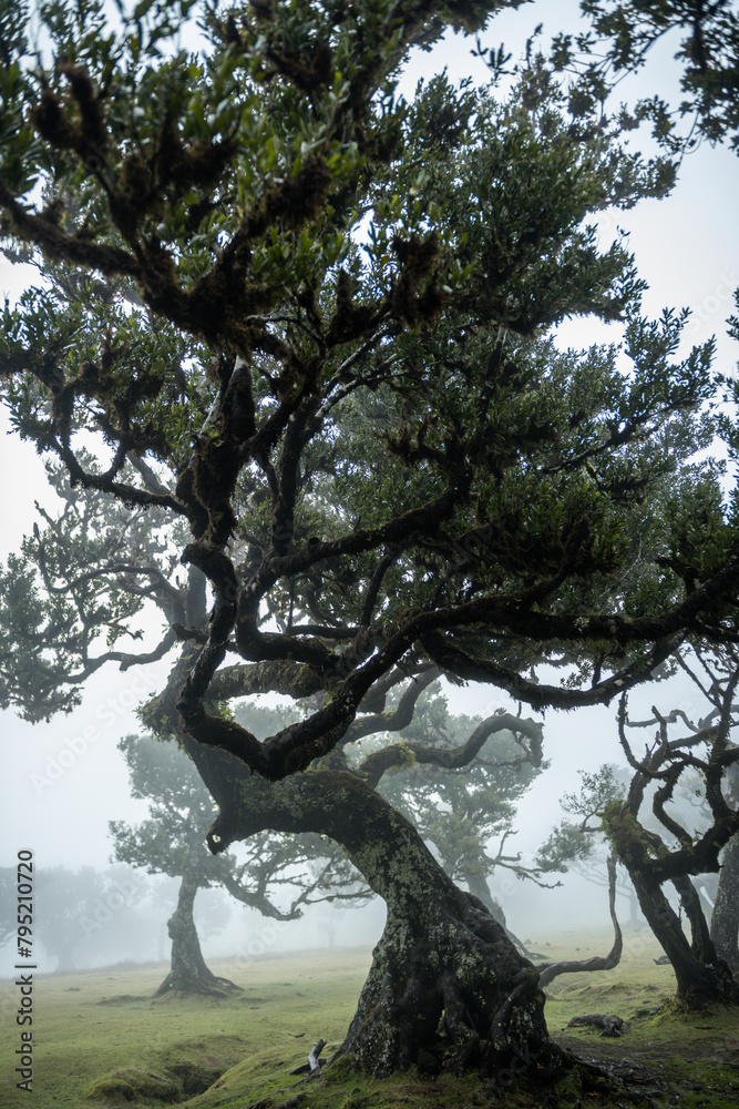 Obraz premium Century old Laurissilva trees in mystical foggy Fanal Forest in Madera Island, Portugal