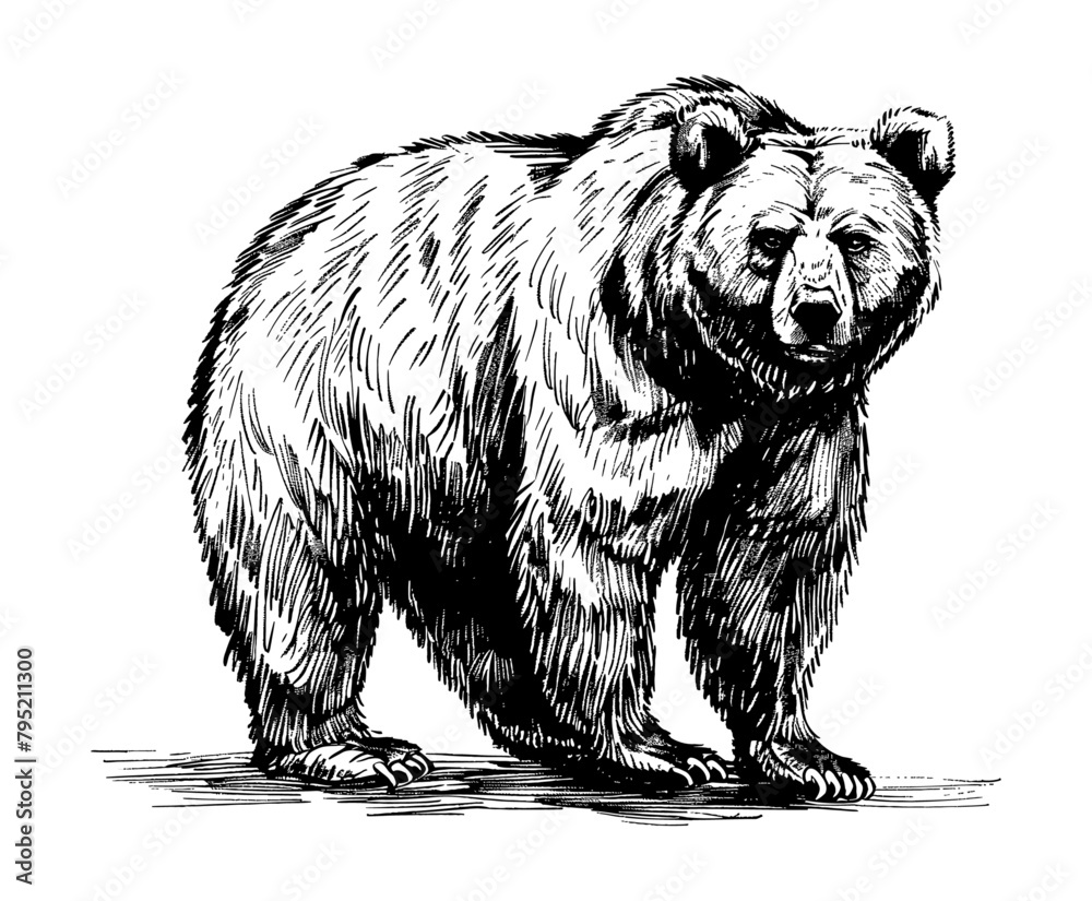 Obraz premium bear engraving black and white outline