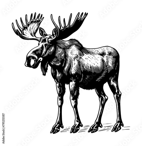 moose engraving black and white outline