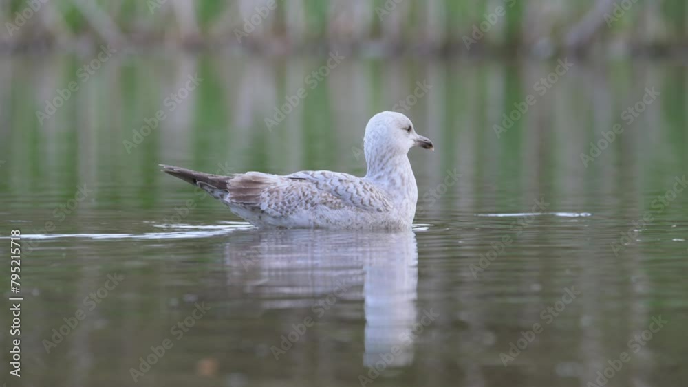 European Herring Gull, Larus argentatus on lake at spring time European Herring Gull, Larus argentatus on lake at spring time