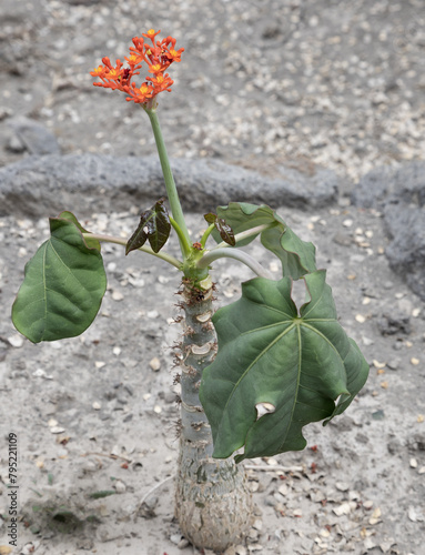 Jatropha podagrica is a succulent plant in the family Euphorbiaceae, native to the tropical Americas. Common names include Gout Plant, Gout Stalk, Guatemalan Rhubarb, Coral Plant, Buddha Belly Plant photo