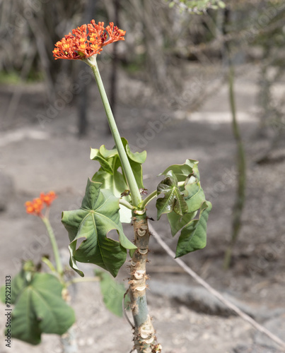 Jatropha podagrica is a succulent plant in the family Euphorbiaceae, native to the tropical Americas. Common names include Gout Plant, Gout Stalk, Guatemalan Rhubarb, Coral Plant, Buddha Belly Plant photo