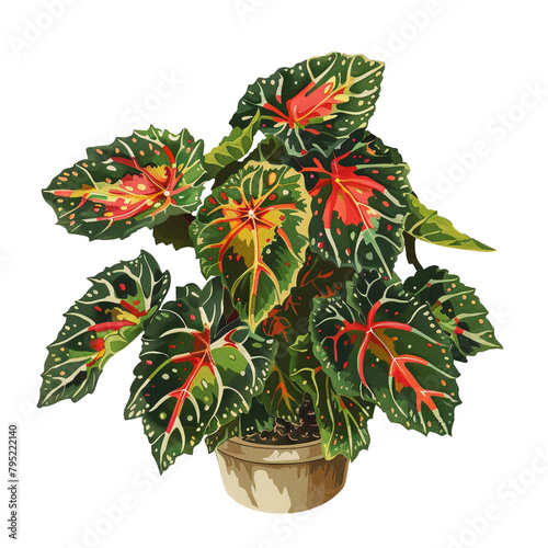 Describe the immortal allure of the Begonia maculata Polka Dot Begonia and its unique spotted foliage photo