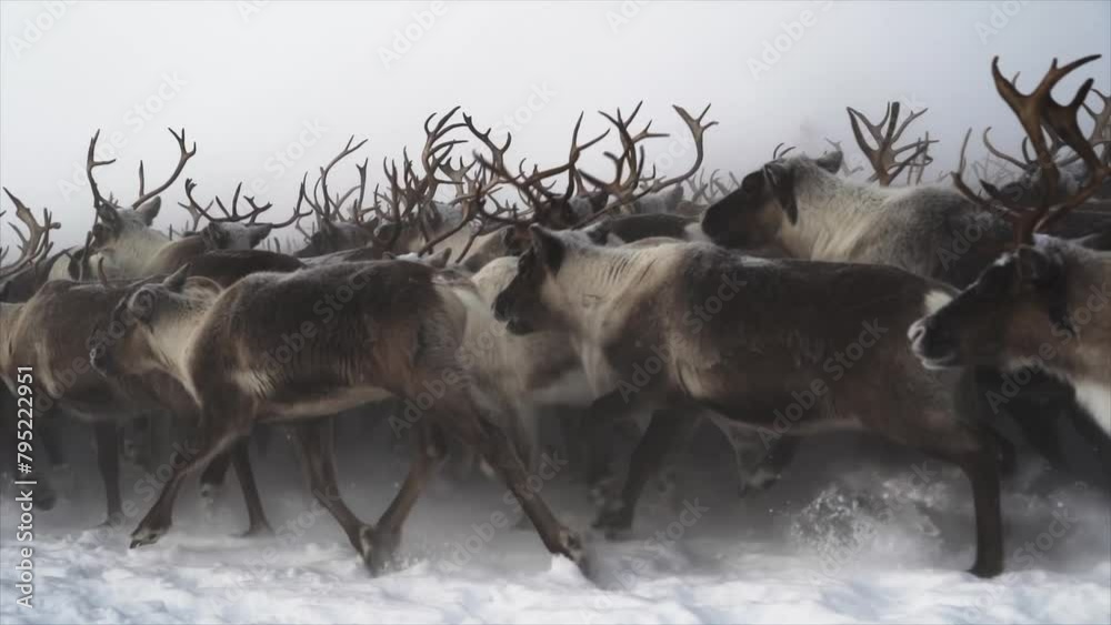 Herd of deer is running Snow from under hooves 