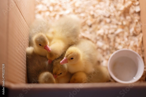 Happy beautiful child, kid, playing with small beautiful ducklings or goslings, cute fluffy animal birds