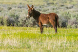 Burro (wild feral Donkey - Equus asinus) photographed in the Smoke Creek Desert in northeastern California