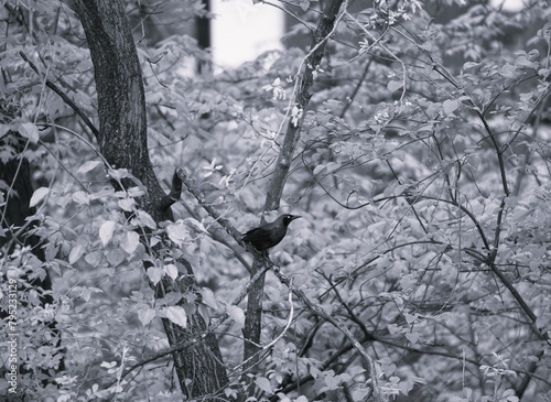 Black bird sitting on a tree.