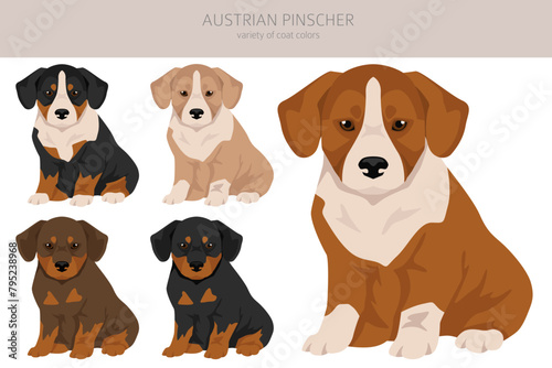 Austrian pinscher puppy clipart. Different poses, coat colors set