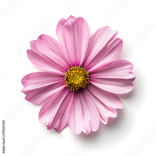 A vibrant pink flower isolated on a white background, perfect for botanical or nature-themed designs.