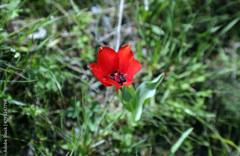 Mountain tulip Mountain tulip