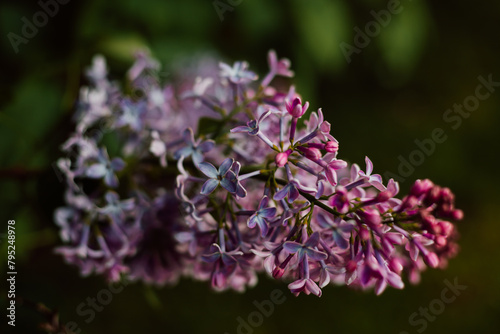 Blooming lilac. A branch of a beautiful siren on the background of the sky