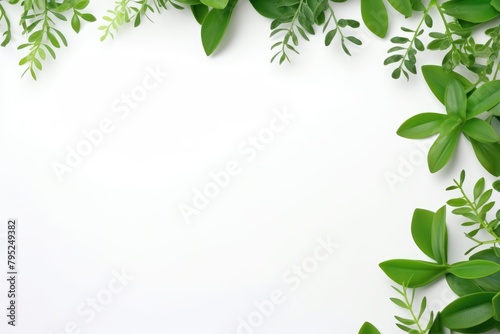 Fresh green botanical elements forming a natural frame on a bright white background with space for text. Green Botanical Frame on a White Background