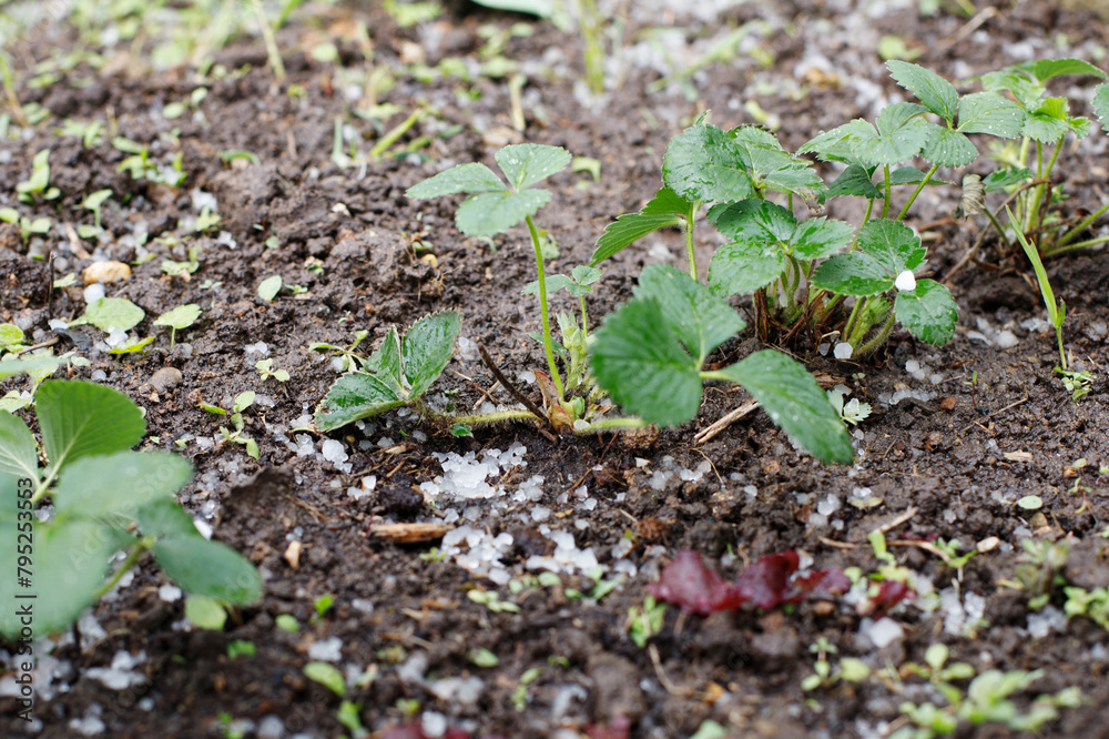 planting young strawberries in the garden. hail and snow fell. abnormal decrease in temperature planting young strawberries in the garden. hail and snow fell. abnormal decrease in temperature