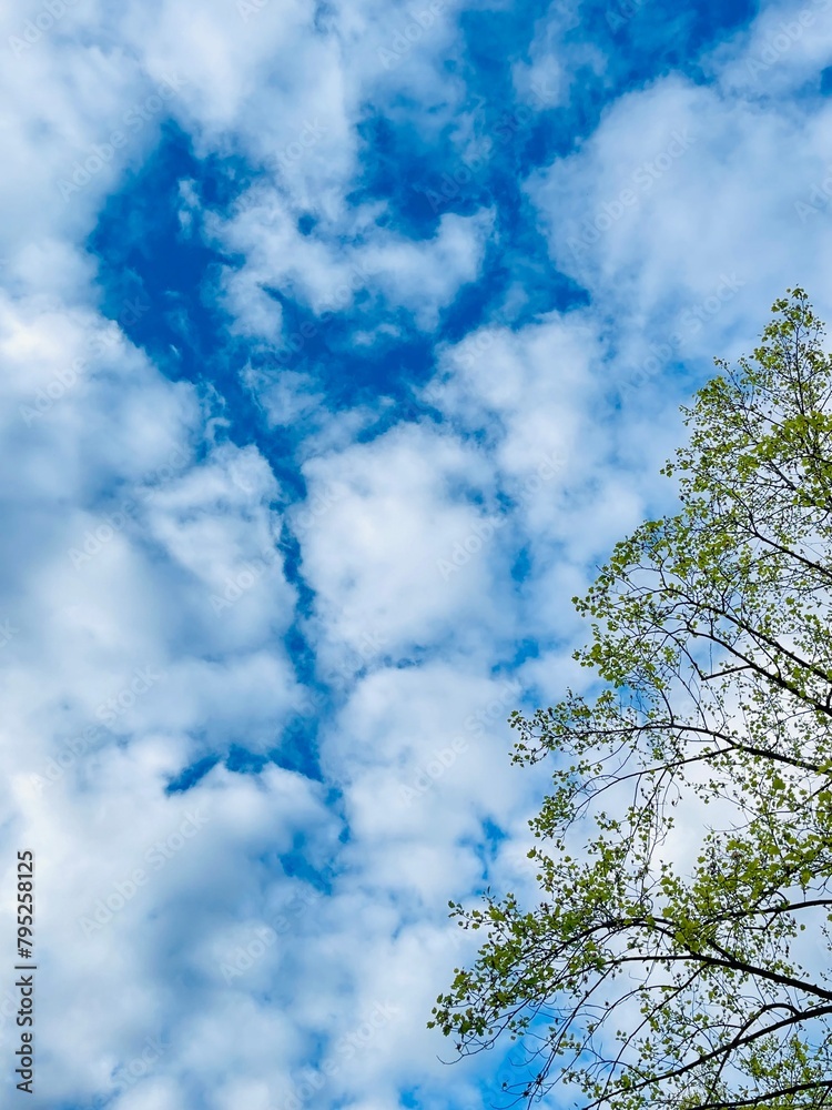 Fototapeta premium A tree stands tall against a blue sky with fluffy clouds