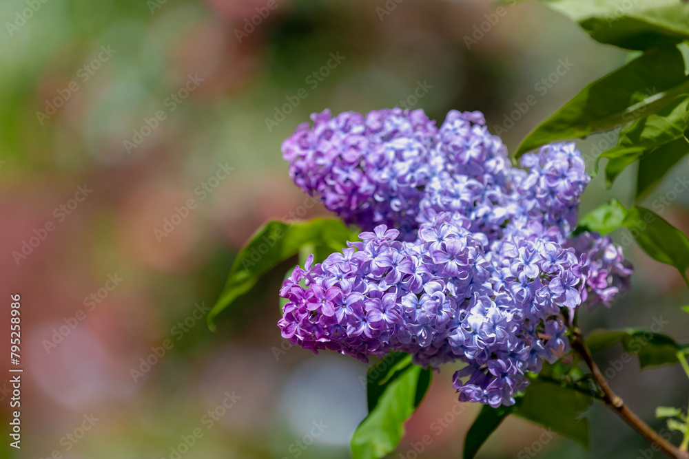 Selective focus of branches of purple flowers in the garden, Common Lilac with green leaves, Syringa vulgaris is a mainstay of the spring landscape in northern and colder climates, Nature background. Selective focus of branches of purple flowers in the garden, Common Lilac with green leaves, Syringa vulgaris is a mainstay of the spring landscape in northern and colder climates, Nature background.