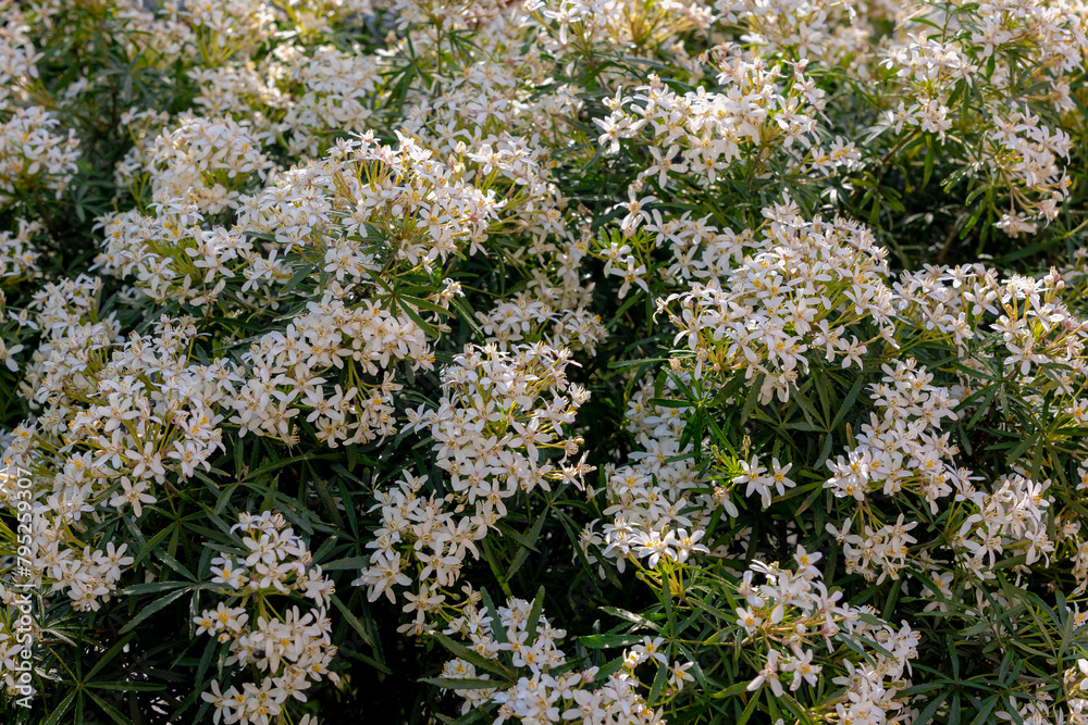 Selective focus white flowers of Choisya ternata full bloom on the tree in spring season, Choisya is a small genus of aromatic evergreen shrubs in the rue family of Rutaceae, Natural floral background Selective focus white flowers of Choisya ternata full bloom on the tree in spring season, Choisya is a small genus of aromatic evergreen shrubs in the rue family of Rutaceae, Natural floral background