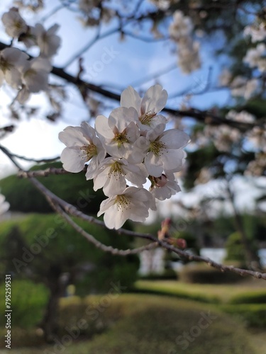 sakura 벚꽃  Cherry blossom