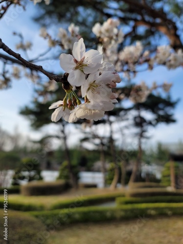 sakura 벚꽃  Cherry blossom