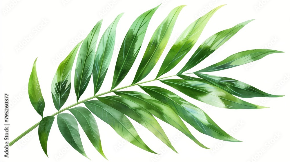 watercolor palm leaves on a white background. watercolor palm leaves on a white background.