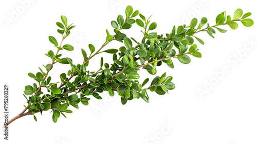 A branch of green leaves on a white background.