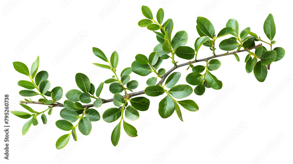 Obraz premium A branch of holly with green leaves sits on a white background.