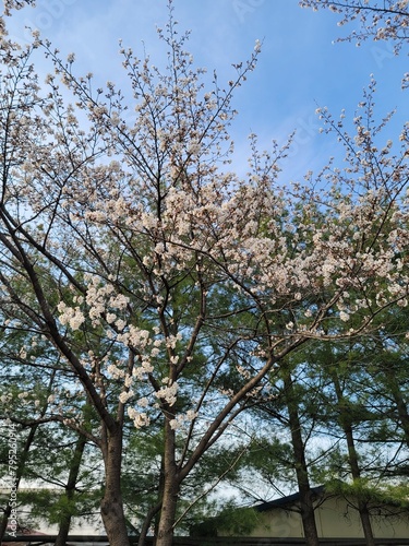 sakura 벚꽃  Cherry blossom