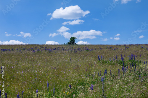Meadow with many purple lupine flowers and a tree