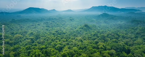 Aerial drone view of green lush forest
