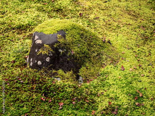 A stone partially covered by long-leaved beauty's beak moss (Kindbergia praelonga) in a park in Nara Japan. photo