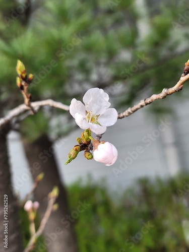 sakura 벚꽃  Cherry blossom