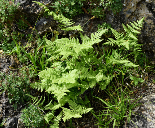 The Ruprechtsfarn, Gymnocarpium robertianum, is a species of fern that is widespread in Central Europe, especially in the limestone areas of the Alps,  Currania Robertiana