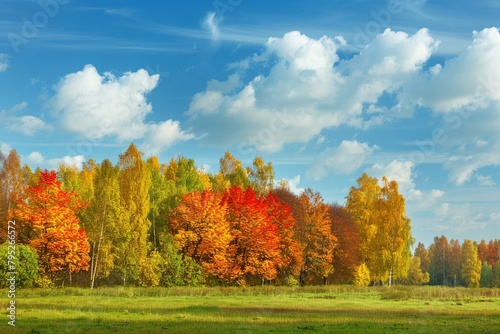 autumn landscape with trees and sky