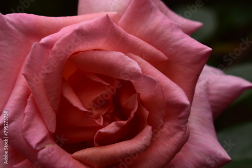 Rose pink photo