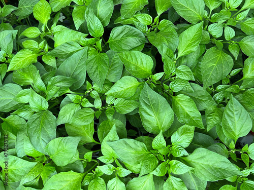 Green background of many leaves of a young plant, seedlings of chili peppers, paprika, pepperoni, leaves top view.  photo