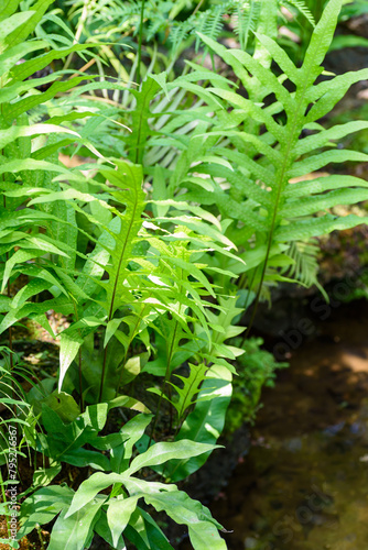Fresh green fern leaf background in a tropical rainforest