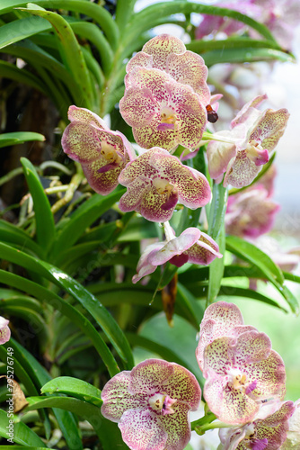 Beautiful pink orchid flower decoration in the tropical garden