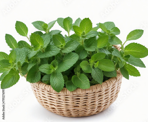 Mint in the basket, cut out on white background