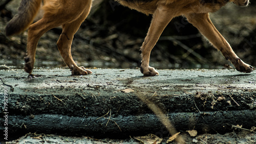 dog paws walking on the asphalt, bottom view