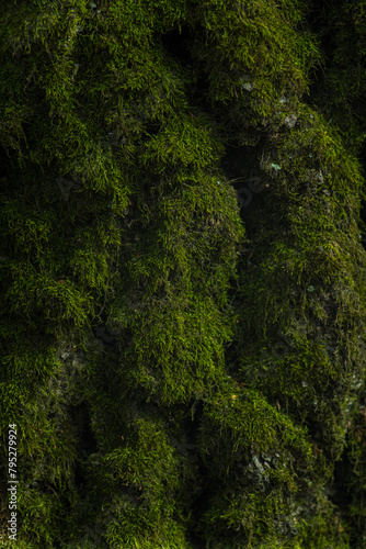 green moss on a tree close up. wallpaper
