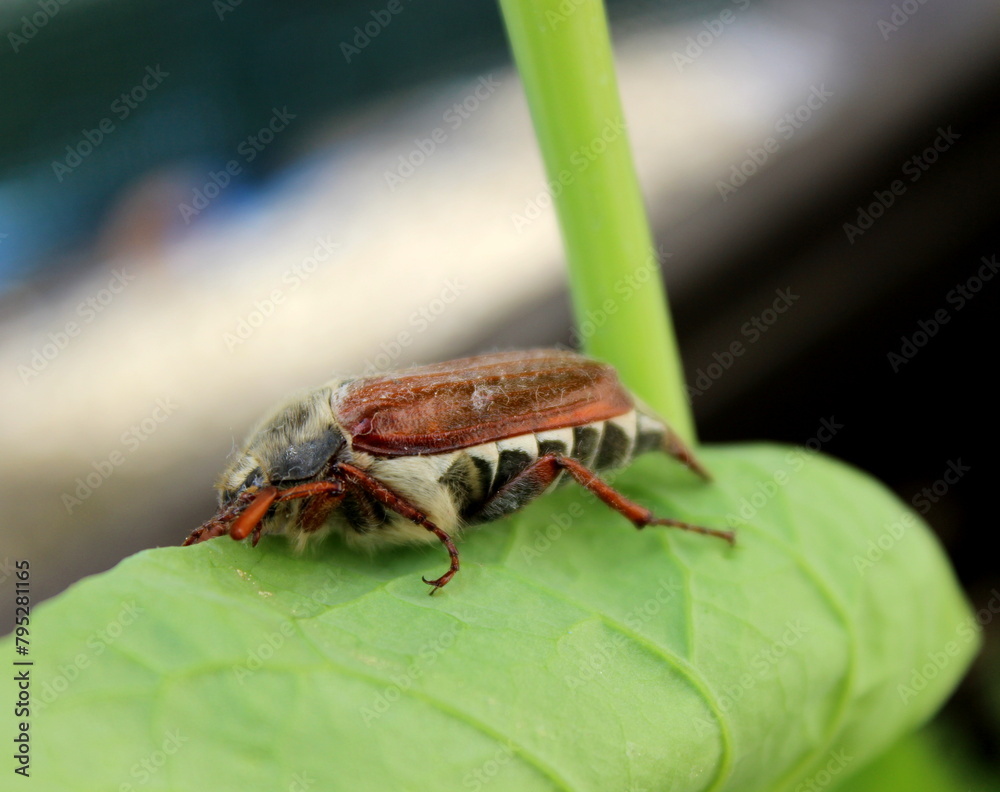 Maikäfer auf einem grünen Blatt Maikäfer auf einem grünen Blatt
