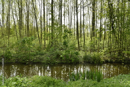 Marre aux eaux stagnantes en pleine forêt au Vrijbroekpark à Malines 