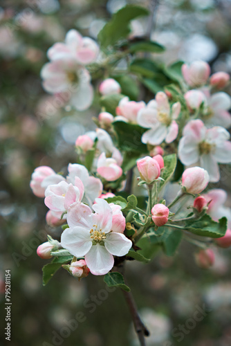 A blooming apple tree in a spring garden. Close-up of flowers on a tree. Selective focus. Vertical photo
