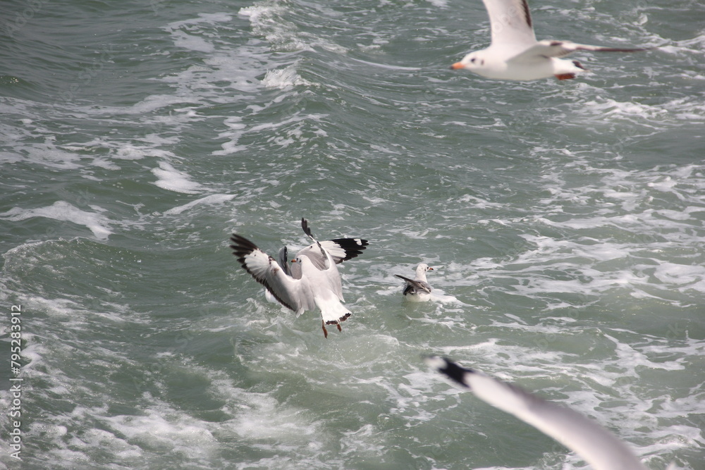 seagull on the sea