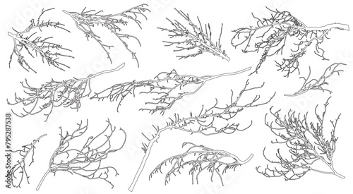 Set of contour bare branches of deciduous tree for architecture and landscape design. Vector illustration